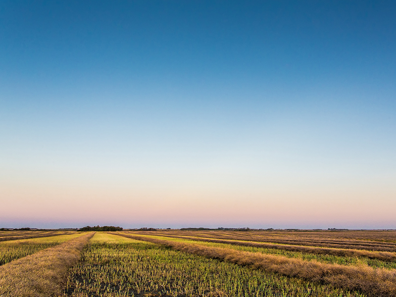 Understanding the Current Market Trends for Saskatchewan Farmland