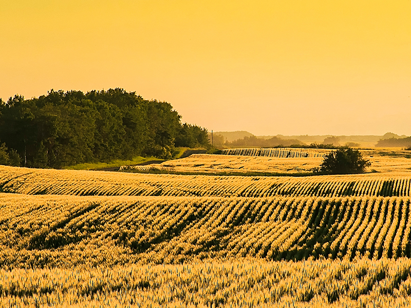 Why Saskatchewan Farmland is a Smart Investment in 2024