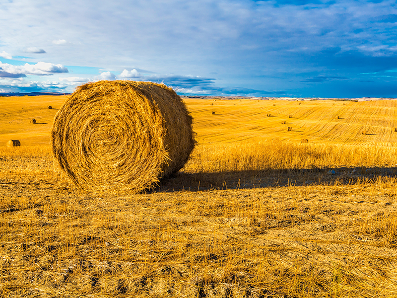The Benefits of Sustainable Farming Practices on Saskatchewan Farmland